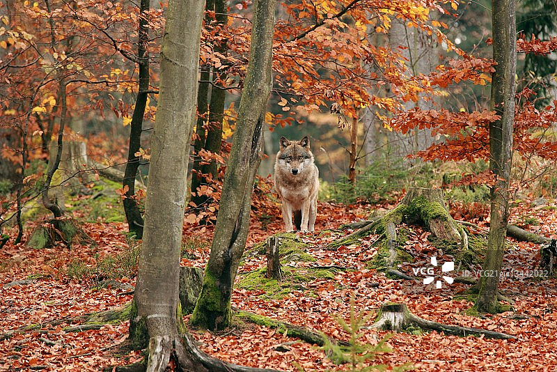 秋叶覆盖的森林中的孤狼图片素材
