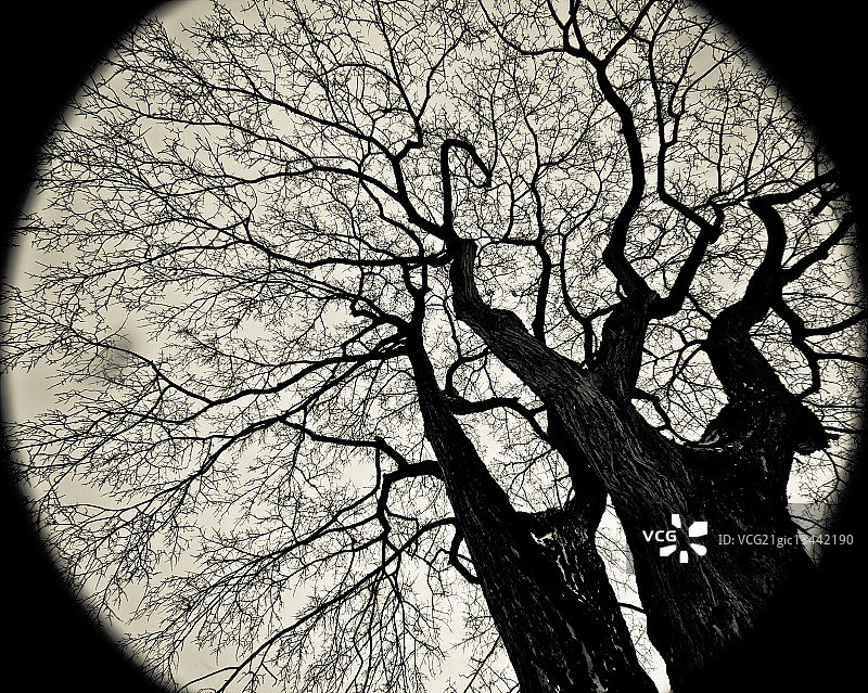 圆圈中的树木图片素材