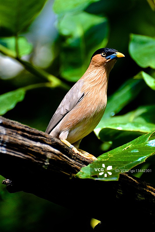 栗头八哥：枝头栖息图片素材