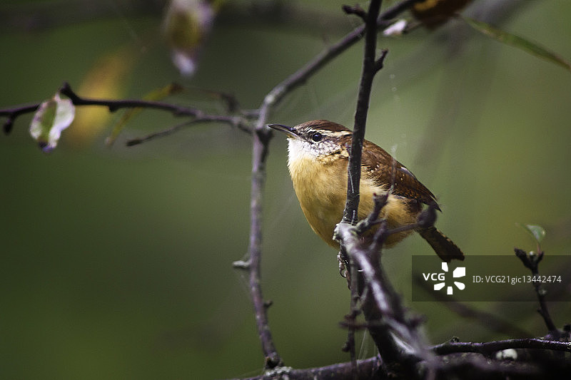 栖息在树枝上的卡罗来纳 wren (Thryothorus ludovicianus)图片素材