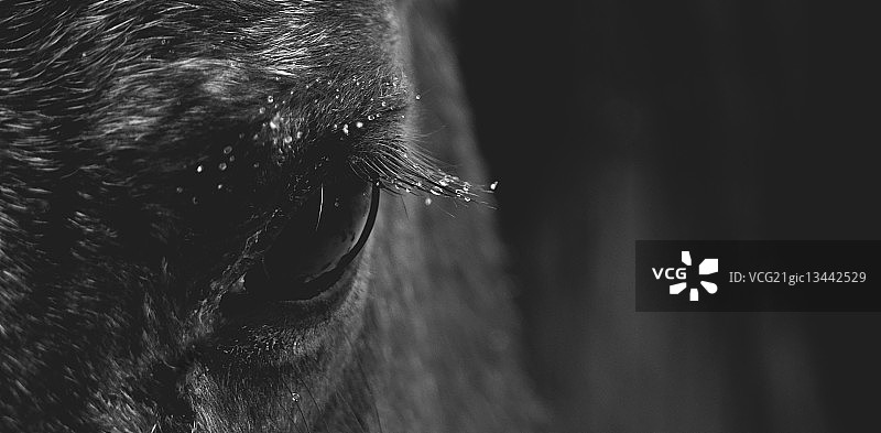 马眼睛的特写图片素材