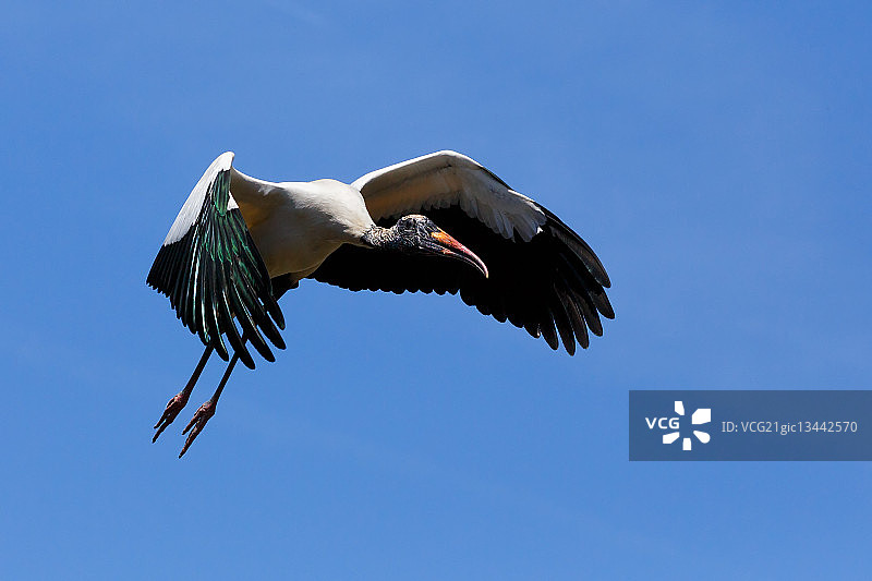 飞行的木鹳图片素材