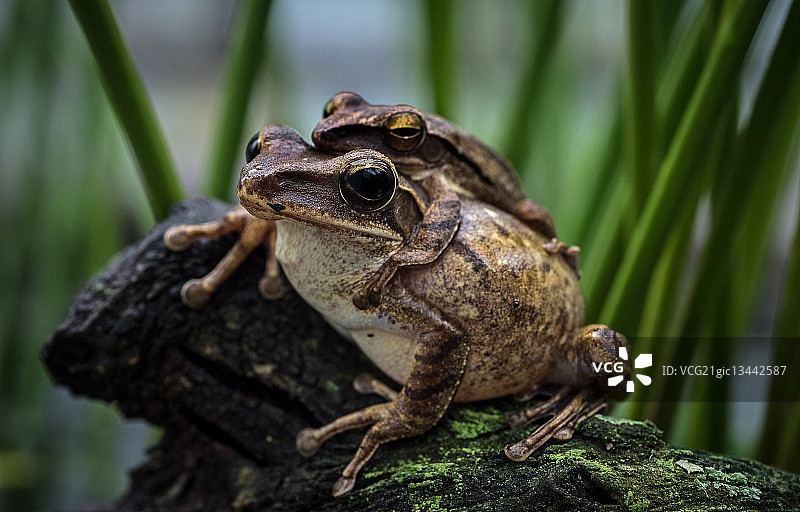 棕色青蛙交配图片素材