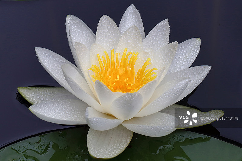 欧洲白睡莲(睡莲)上的水滴图片素材