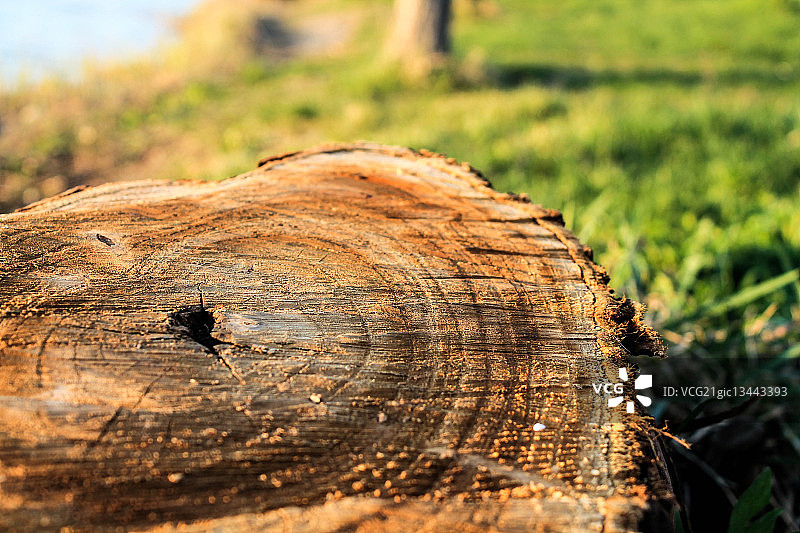 罗马尼亚布泽乌树桩图片素材
