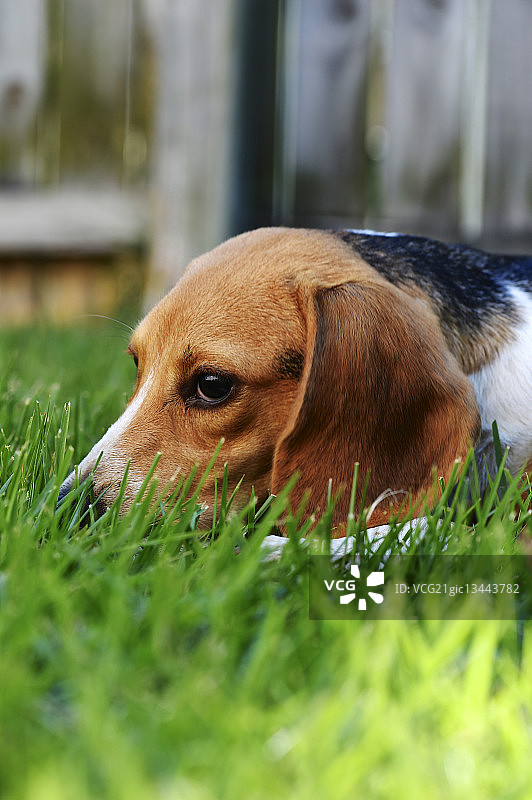 草地上的比格犬图片素材