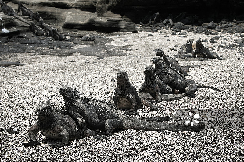 加拉帕戈斯群岛圣地亚哥岛上的海鬣蜥图片素材