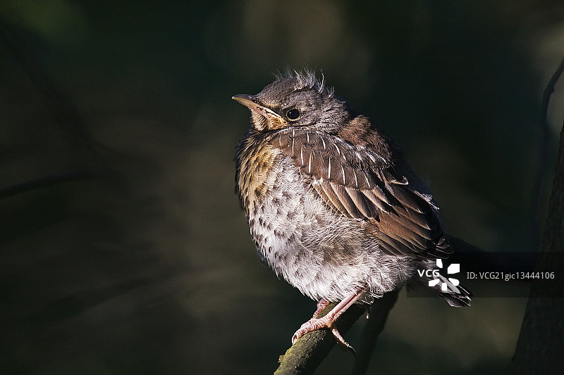 栖息在树枝上的田鸫图片素材