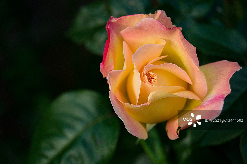 盛开的玫瑰图片素材