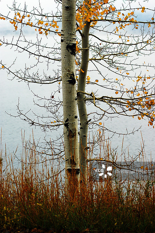 湖畔白杨树图片素材