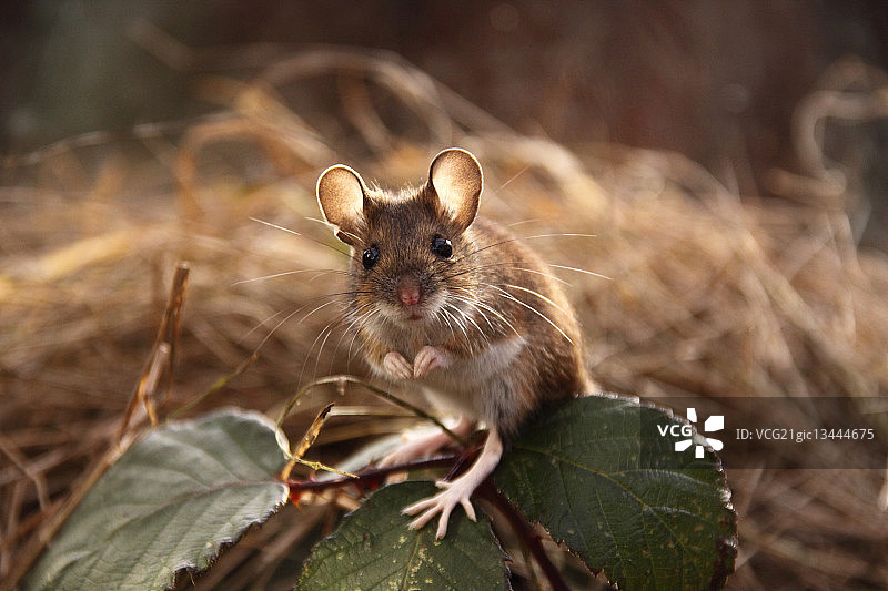 树叶上的林鼠图片素材