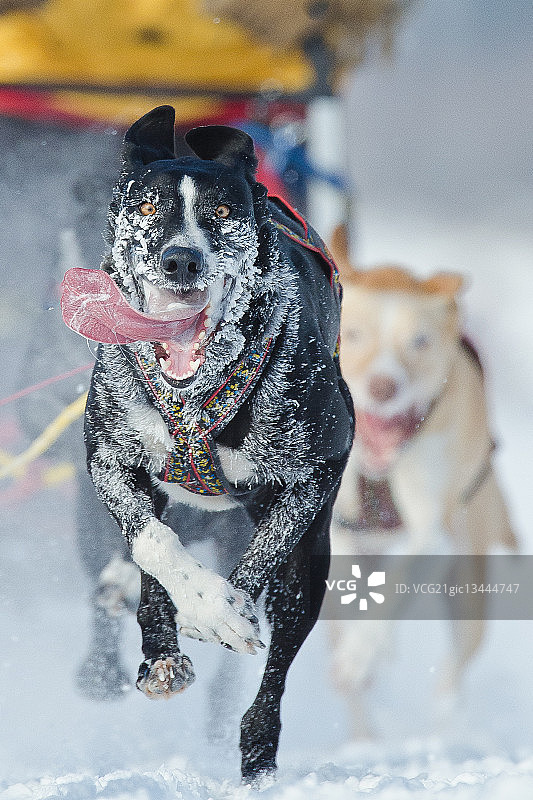 跑啊，阿甘，跑！图片素材