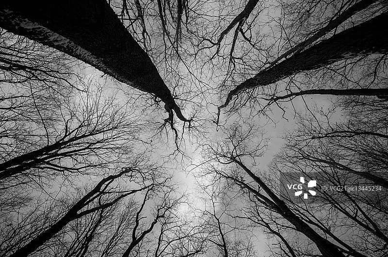 美国宾夕法尼亚州劳雷尔山，天空下的光秃秃的树木图片素材