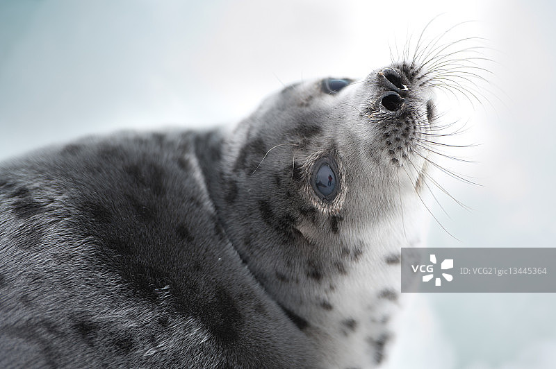 竖琴海豹图片素材