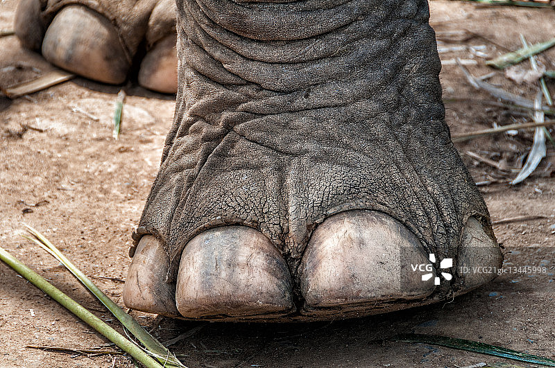 泰国象岛的大象脚图片素材