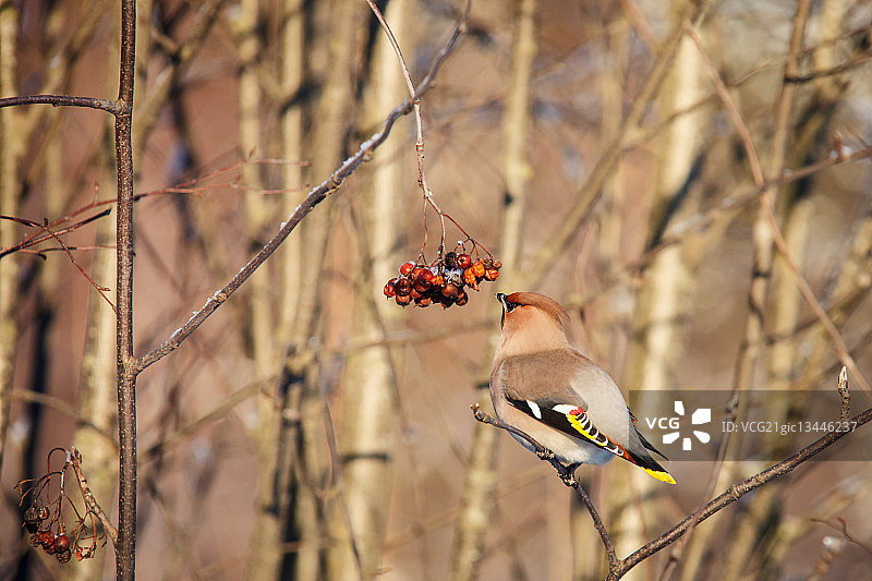 灌木丛中的太平鸟图片素材