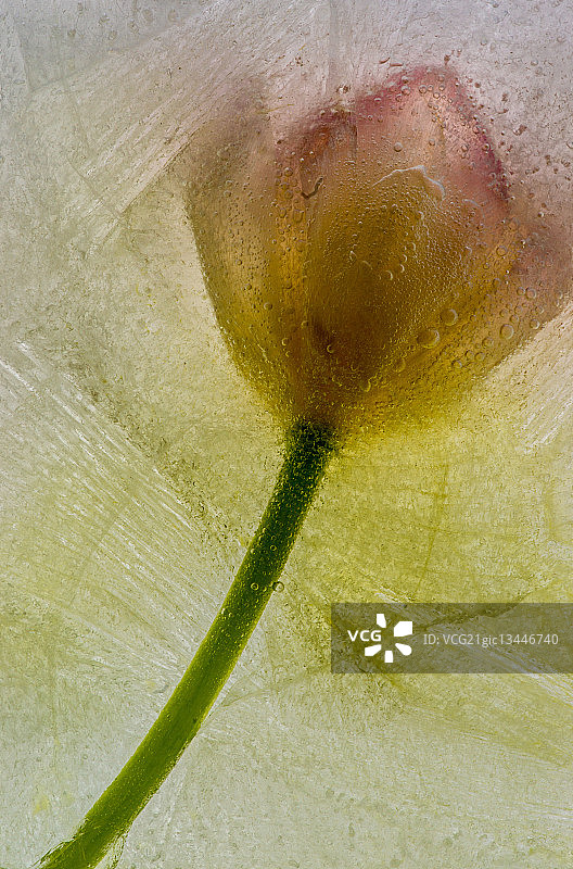 冰郁金香图片素材