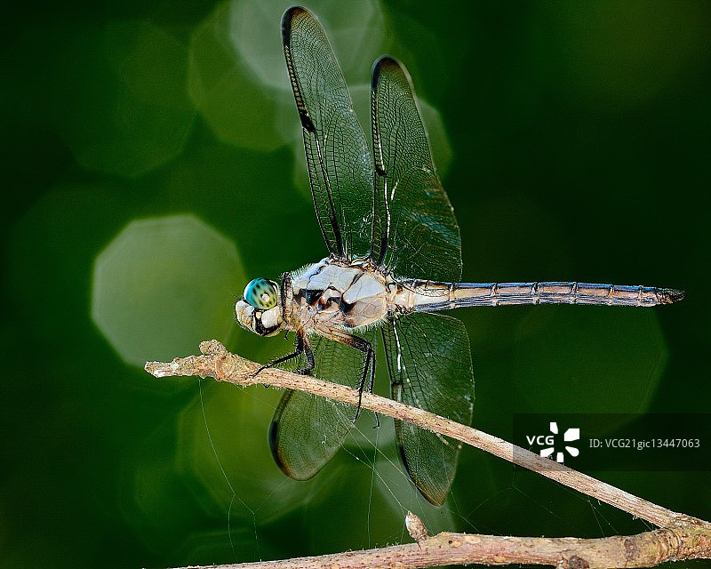 蓝色冲刺图片素材