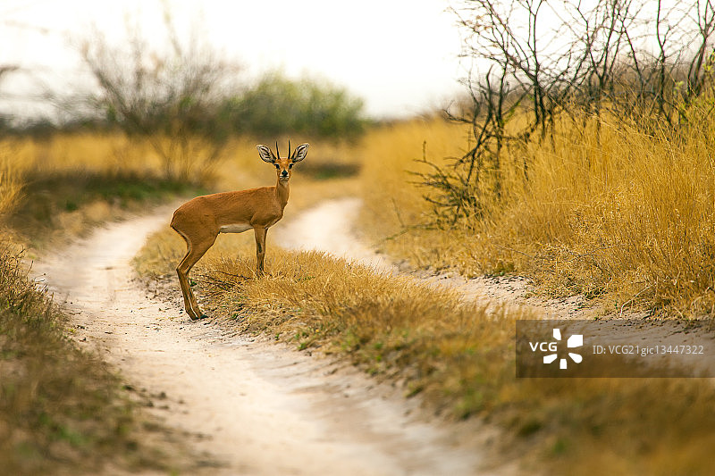 雄性小羚羊图片素材