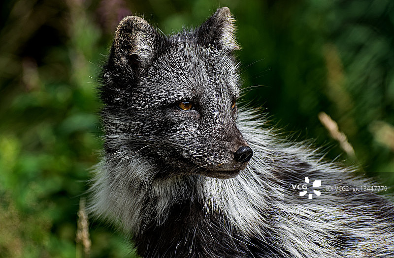北极狐（Vulpes lagopus）肖像，位于英国苏格兰高地金克雷格凯恩戈姆国家公园图片素材