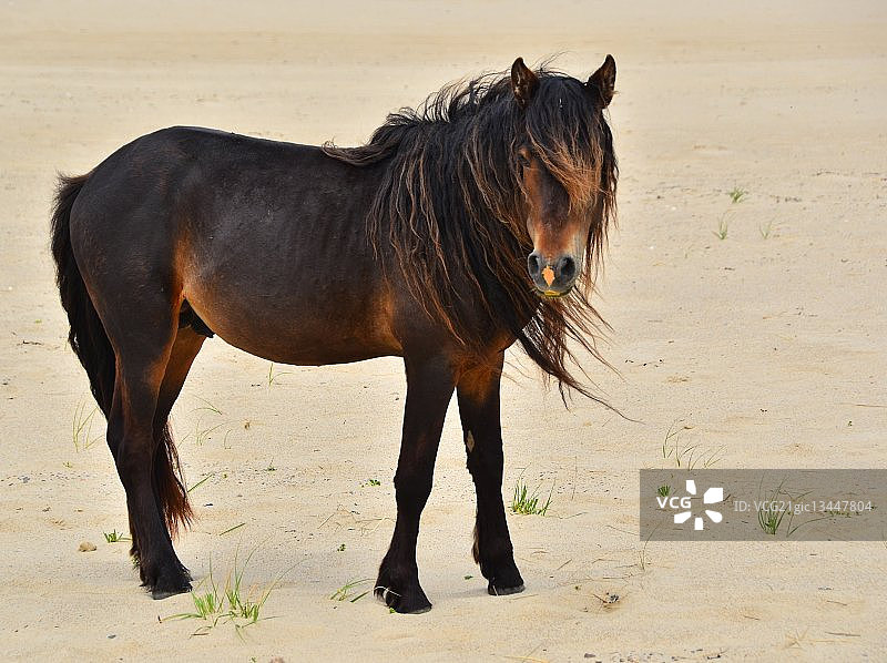塞布尔岛种马图片素材