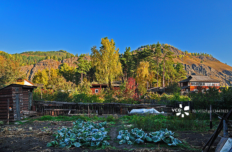 俄罗斯哈卡斯共和国阿巴扎市晴空下花园里生长的大白菜图片素材
