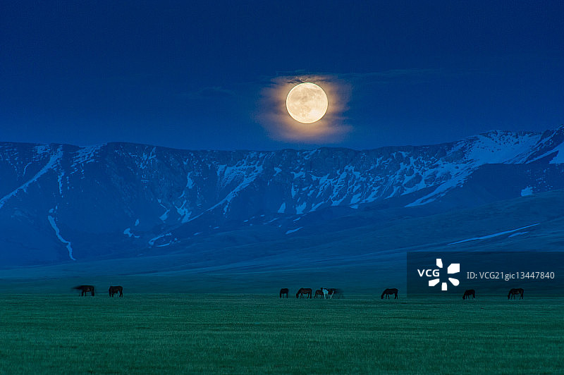 在吉尔吉斯斯坦满月下吃草的马群图片素材