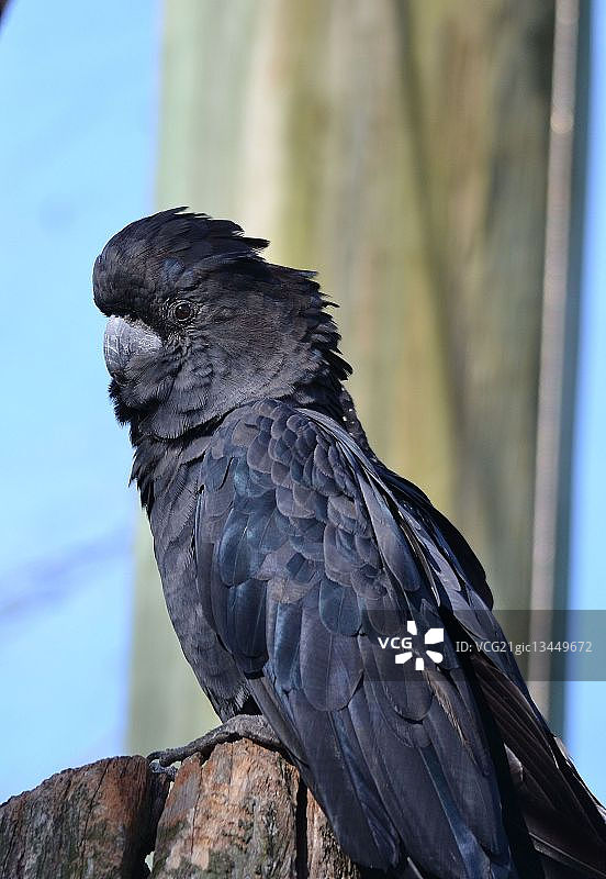 黑色凤头鹦鹉图片素材