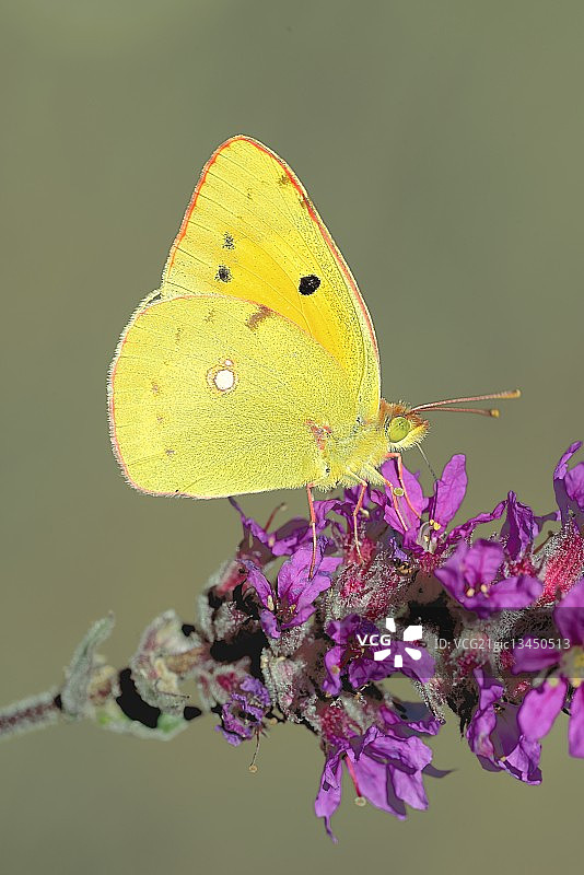 法国黄钩粉蝶栖息在花朵上图片素材