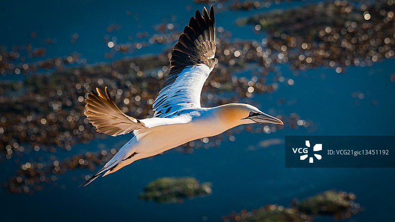 德国黑尔戈兰岛上空飞行的鲣鸟图片素材