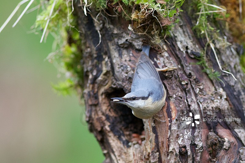 五子雀图片素材