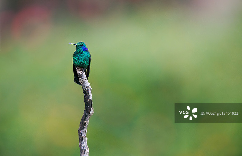 绿紫耳蜂鸟图片素材