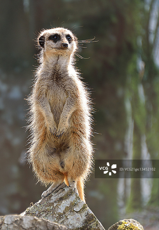 后腿站立的猫鼬哨兵图片素材