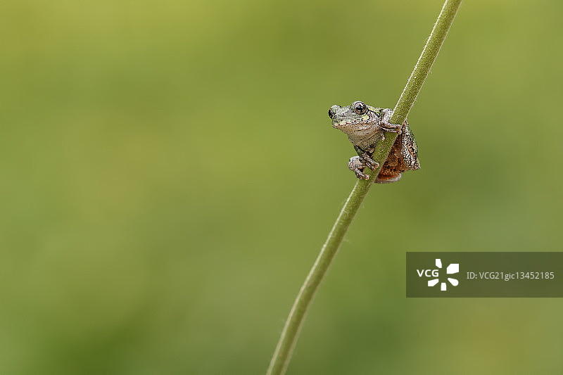 灰色树蛙图片素材