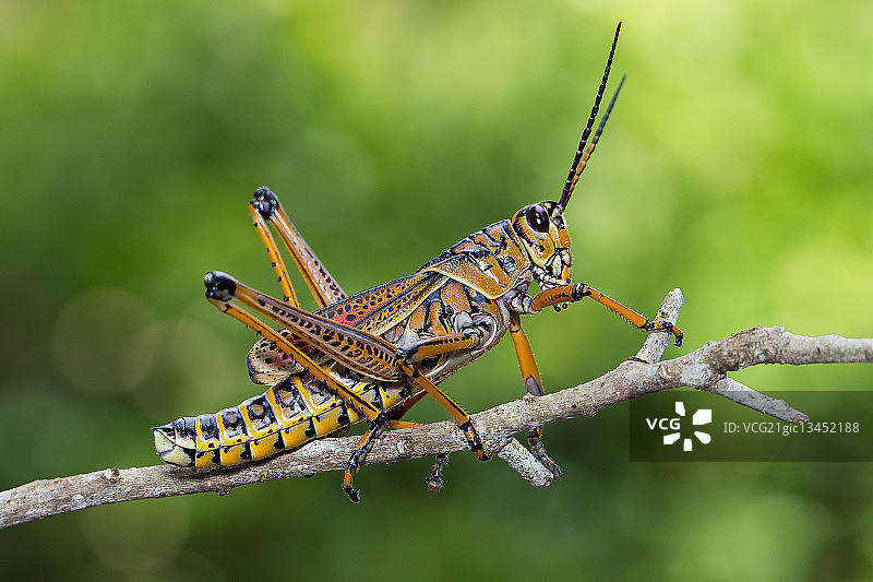 佛罗里达州巨型蚱蜢特写图片素材