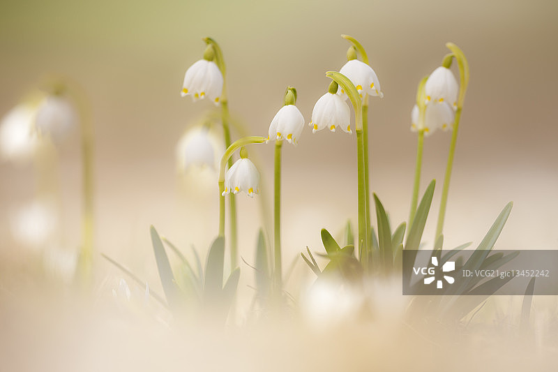 春季雪花图片素材