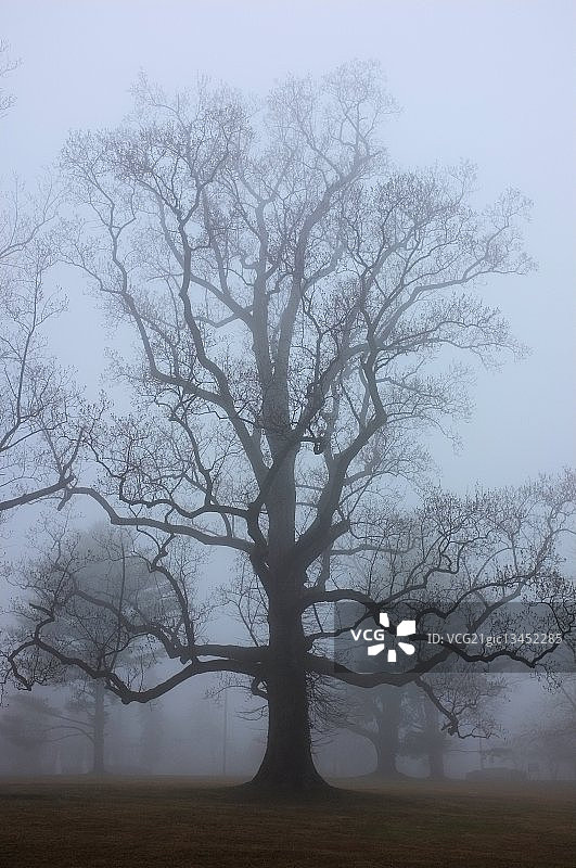 大白橡树图片素材