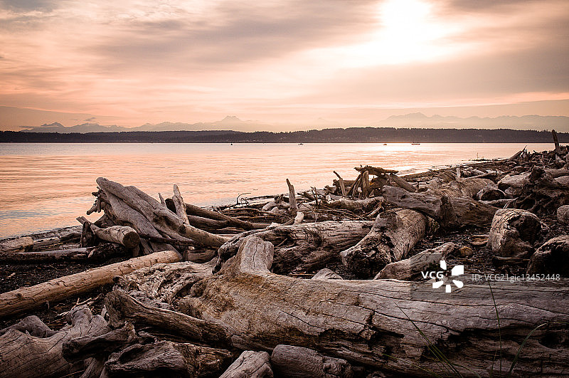西雅图探索公园海滩上的浮木，美国图片素材