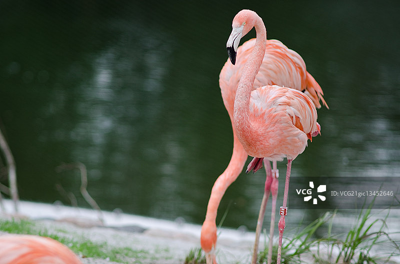 加勒比海火烈鸟图片素材