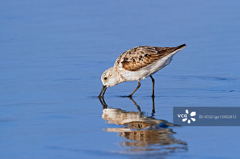 觅食的矶鹬图片素材