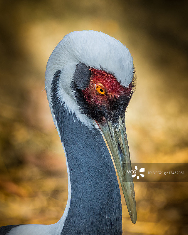 白枕鹤图片素材