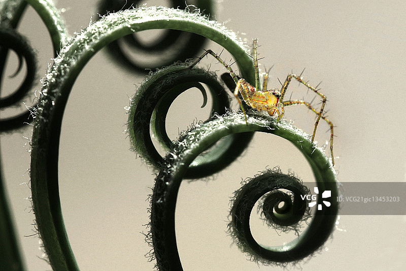 植物上的猫蛛图片素材