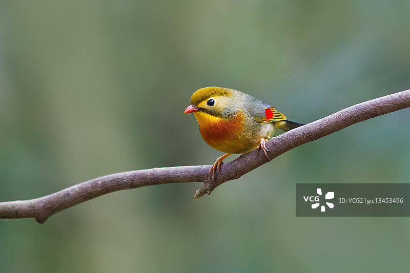 红嘴相思鸟（Leiothrix lutea）栖息在树枝上图片素材