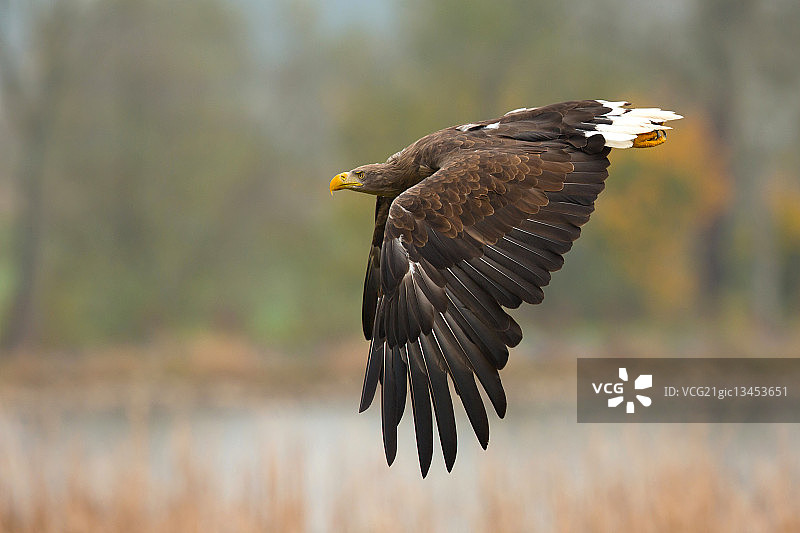 飞翔的白尾海雕图片素材