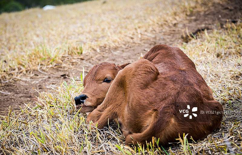 新生小牛图片素材