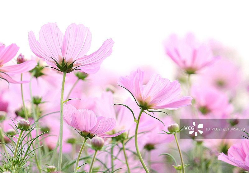 白色背景上孤立的波斯菊图片素材