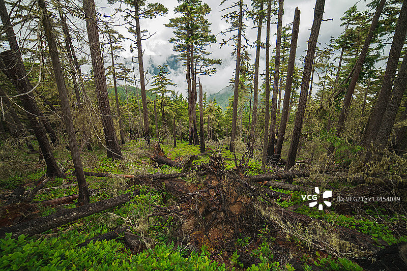 美国华盛顿州鹿园图片素材