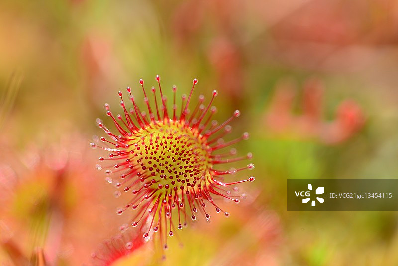 茅膏菜食虫植物花图片素材