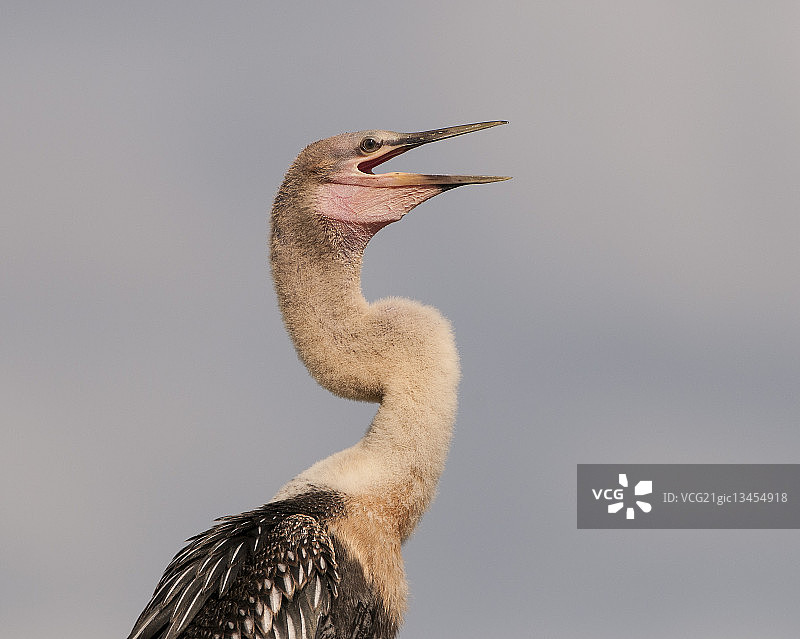 美国的未成年蛇鹈侧面轮廓图片素材