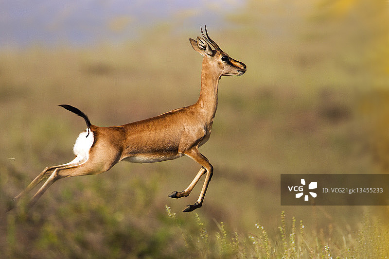 印度瞪羚图片素材